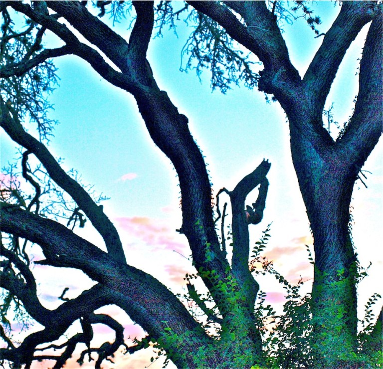 Live oaks at dusk